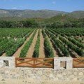 Chios vineyards Kefalas