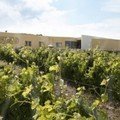 Crete Boutari vineyards
