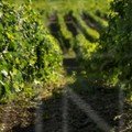 Domaine Nikolaou vineyard