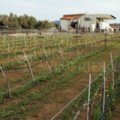 Giannikos winery Kortnthos