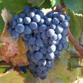 krasero grape Chios