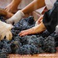 Lyrarakis winery harvest