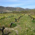 Mykonos vineyards Vioma