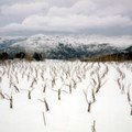 Snowy vines Ikaria