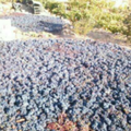 sun dry grapes