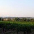 Theotoki vineyard summer