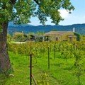 vineyard Corfu