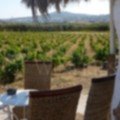 Vioma vineyards Mykonos