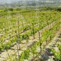 Stilianou vineyards